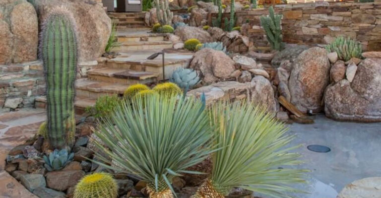 desert modern garden