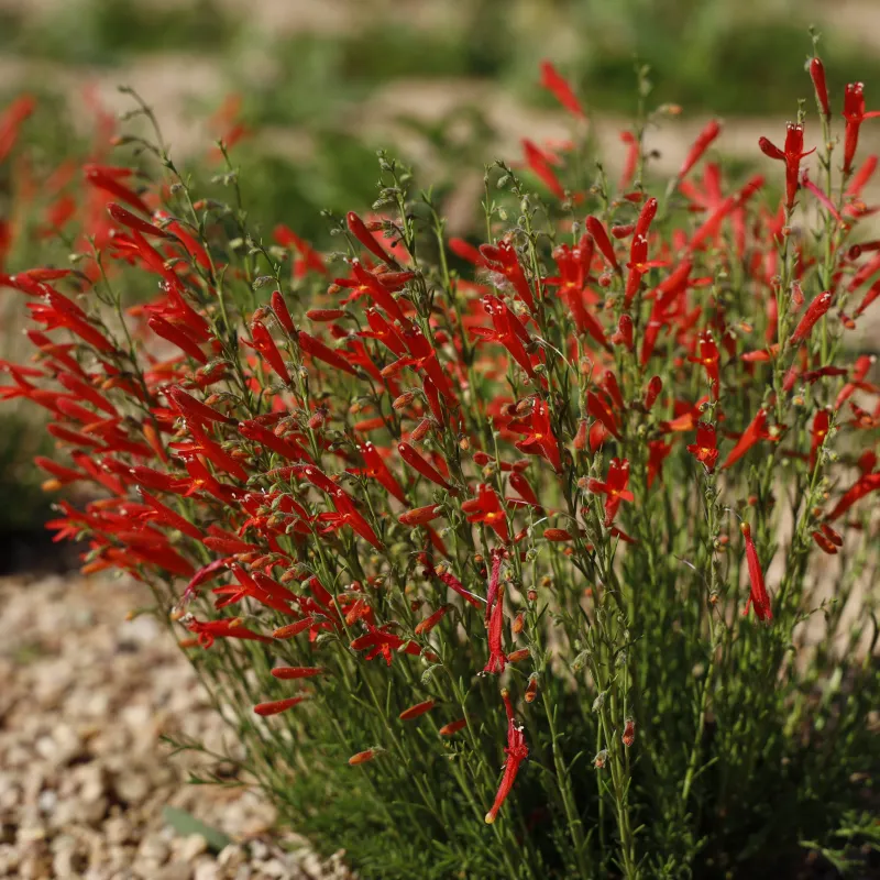 Native Plant Palettes Replace Thirsty Lawns