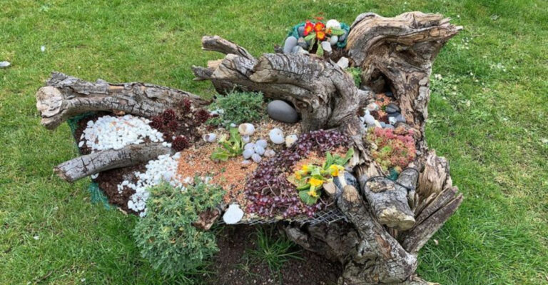 mushroom garden on log