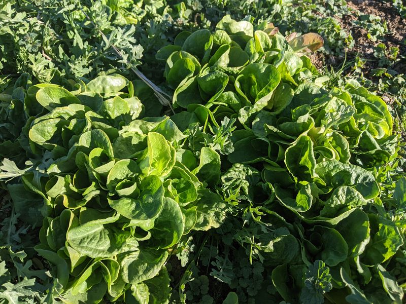 Compost-Based Organic Fertilizer Is The Go-To For Leafy Greens