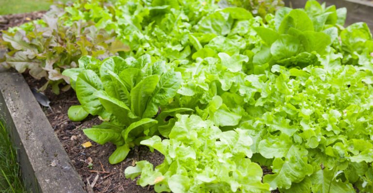 leafy greens (featured image)