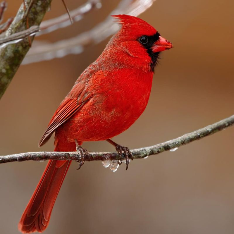 Ohio Winters Are Brutal For Wildlife