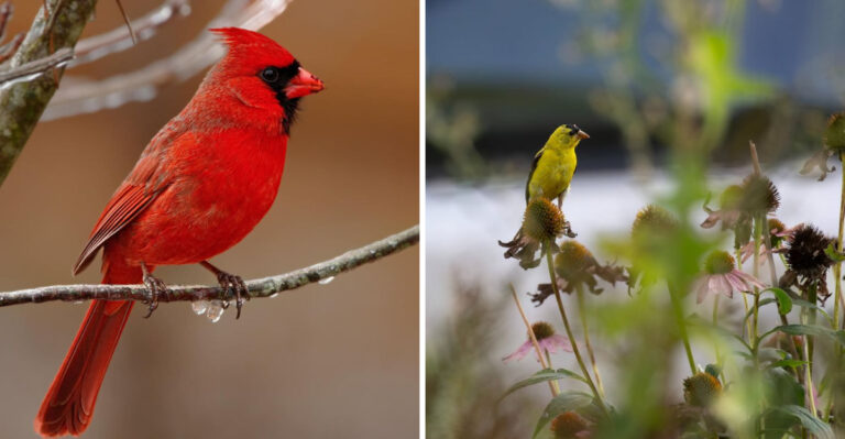 cadrinal and goldfinch bird