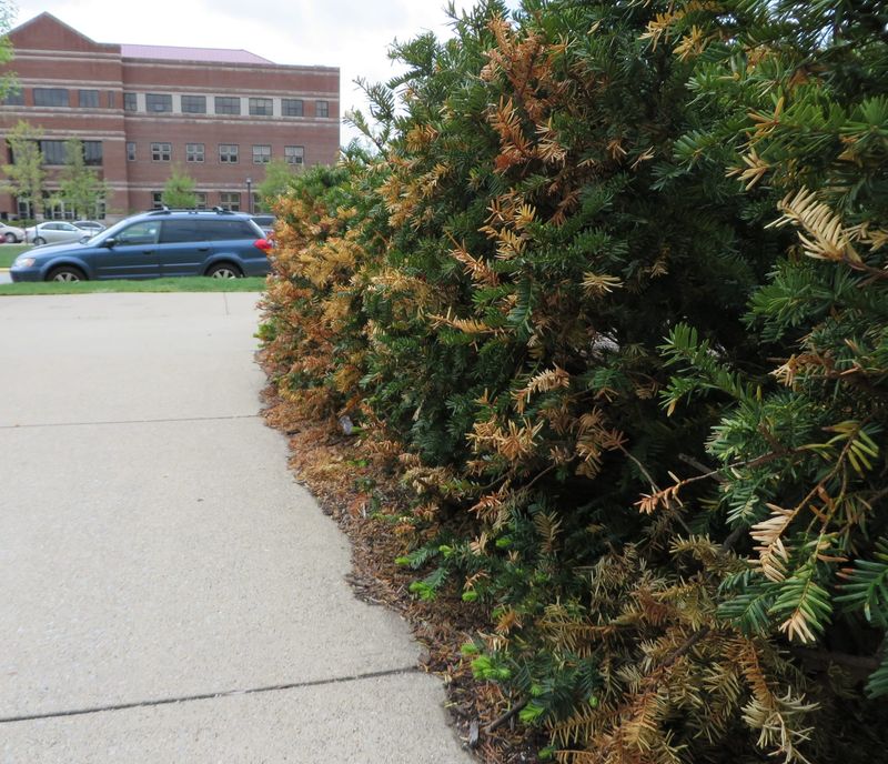 Salt Burns The Leaves And Needles Of Plants