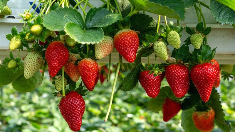 Choose Heat-Tolerant Strawberry Varieties That Thrive In Texas Climates
