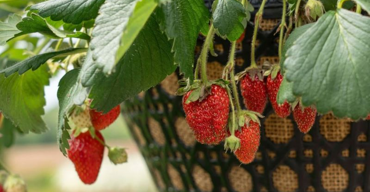 strawberries in container