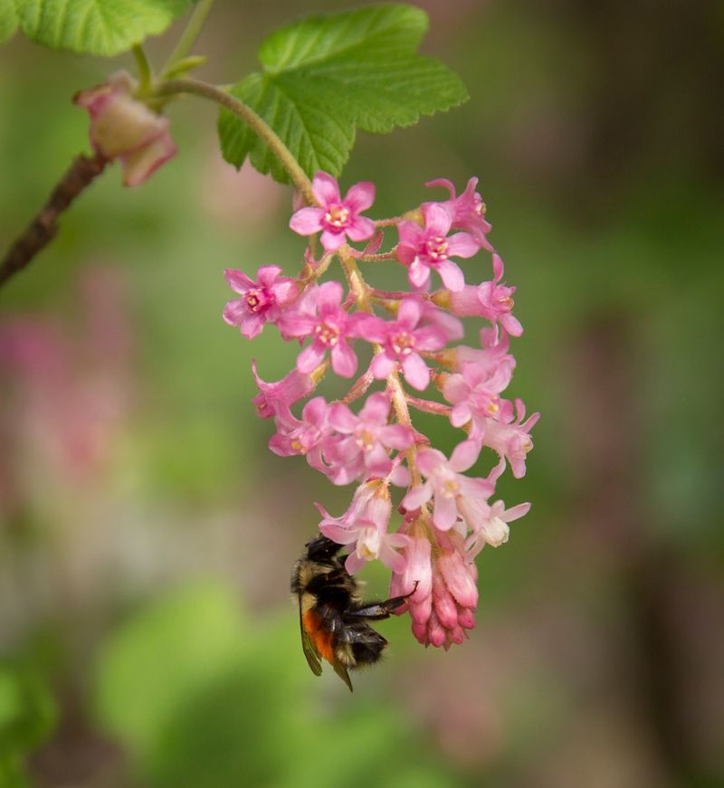 Plants That Attract Oregon Pollinators