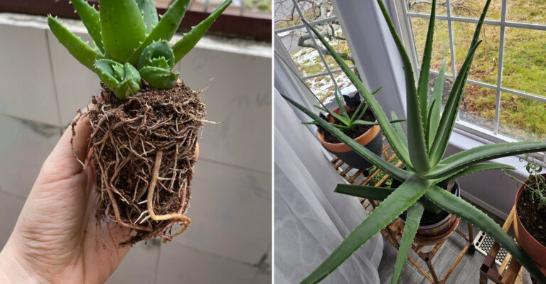 repotting aloe vera