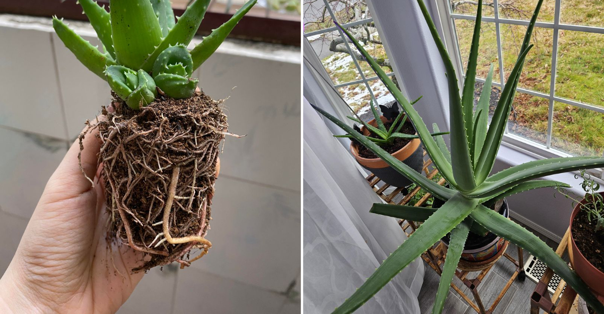 repotting aloe vera