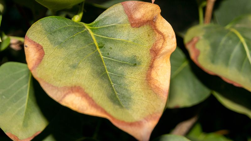 Leaf Scorch And Sunburn On Foliage