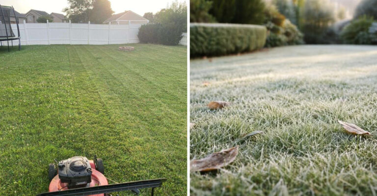 lawn mowing and grass in winter