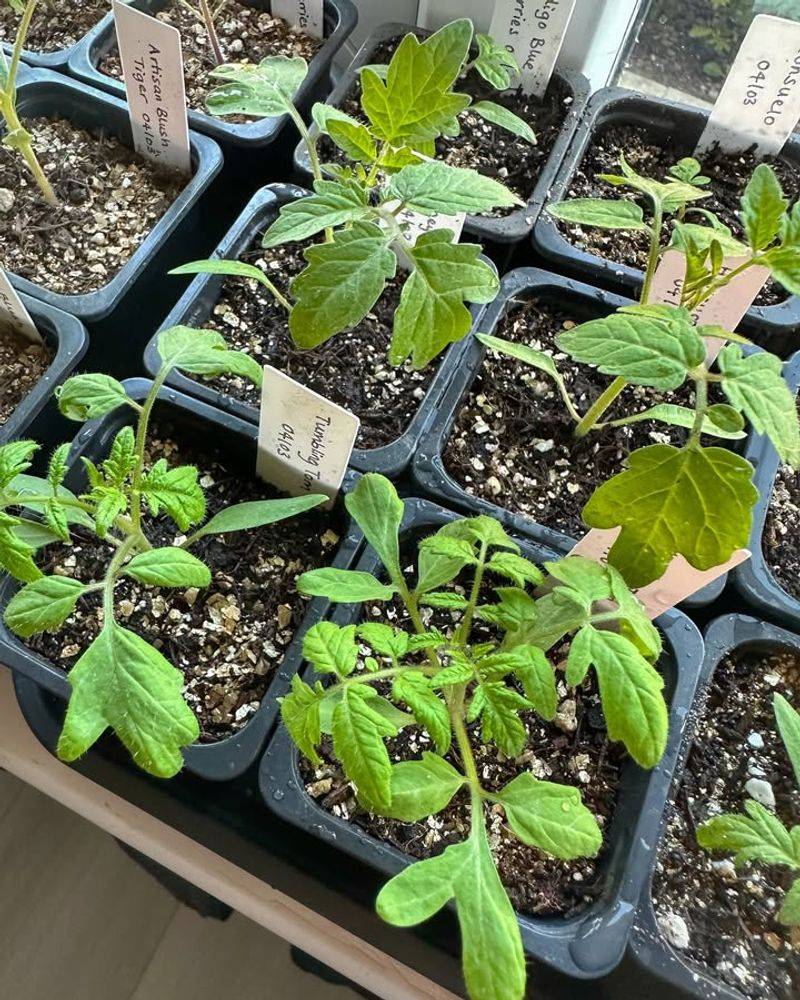 Watch For True Leaves, Not Just Height