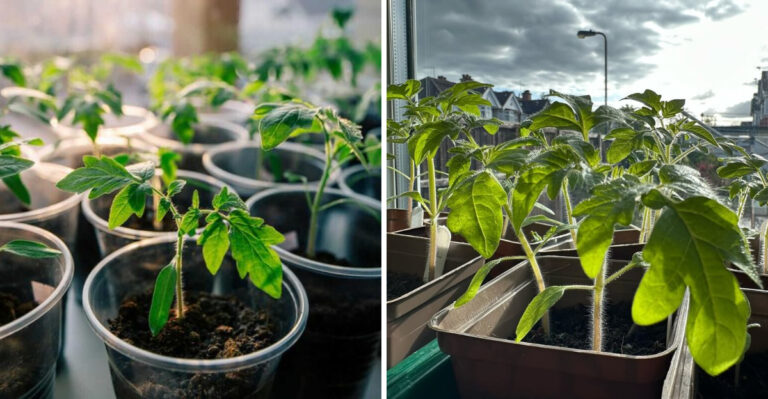 tomato seedlings