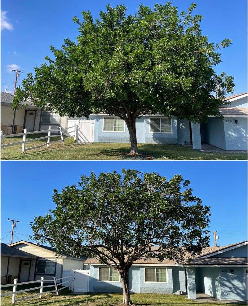 Why Timing Matters When Trimming Oak Trees
