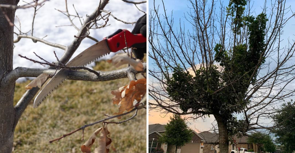 pruning oak tree