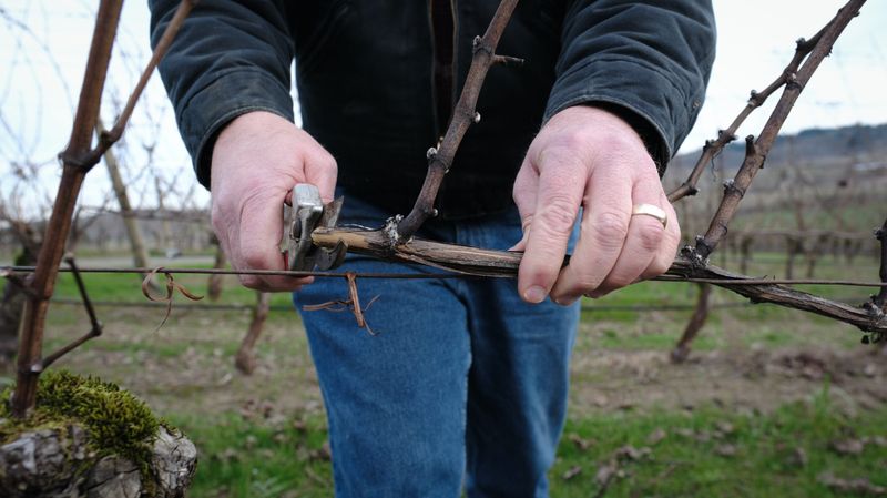 Why January Is The Best Pruning Month In Oregon