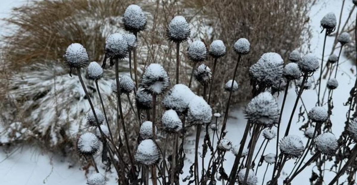 This Is What Happens In Spring When Illinois Gardeners Do Not Cut Back Perennials