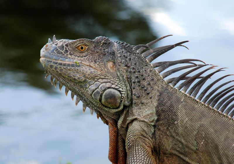 Why Iguanas Are Suddenly Everywhere In Florida