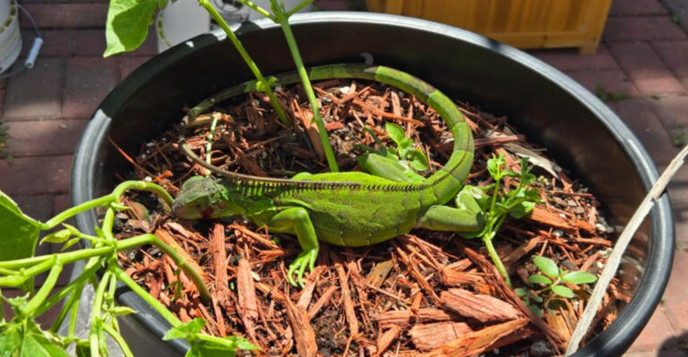 green iguana in a plant pot