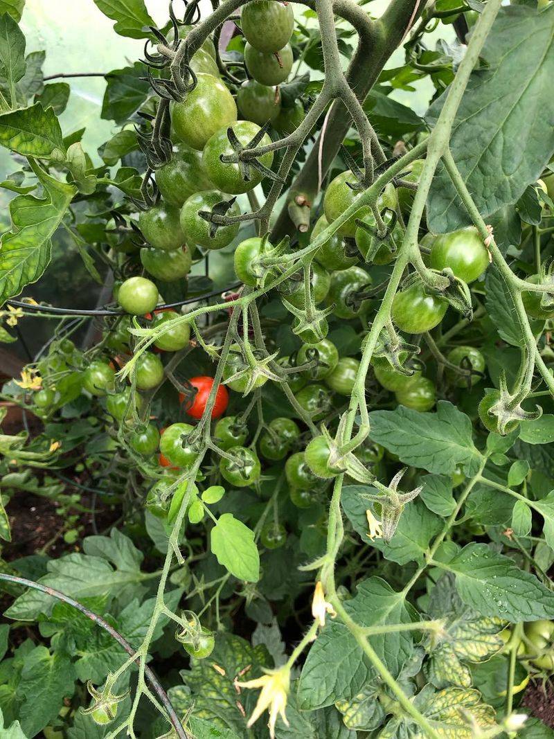 Cool Spring Temperatures Delay Early Growth