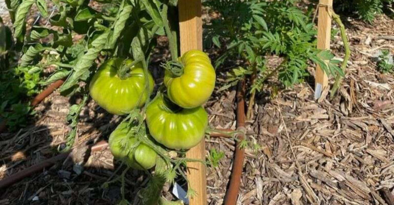 green tomatoes