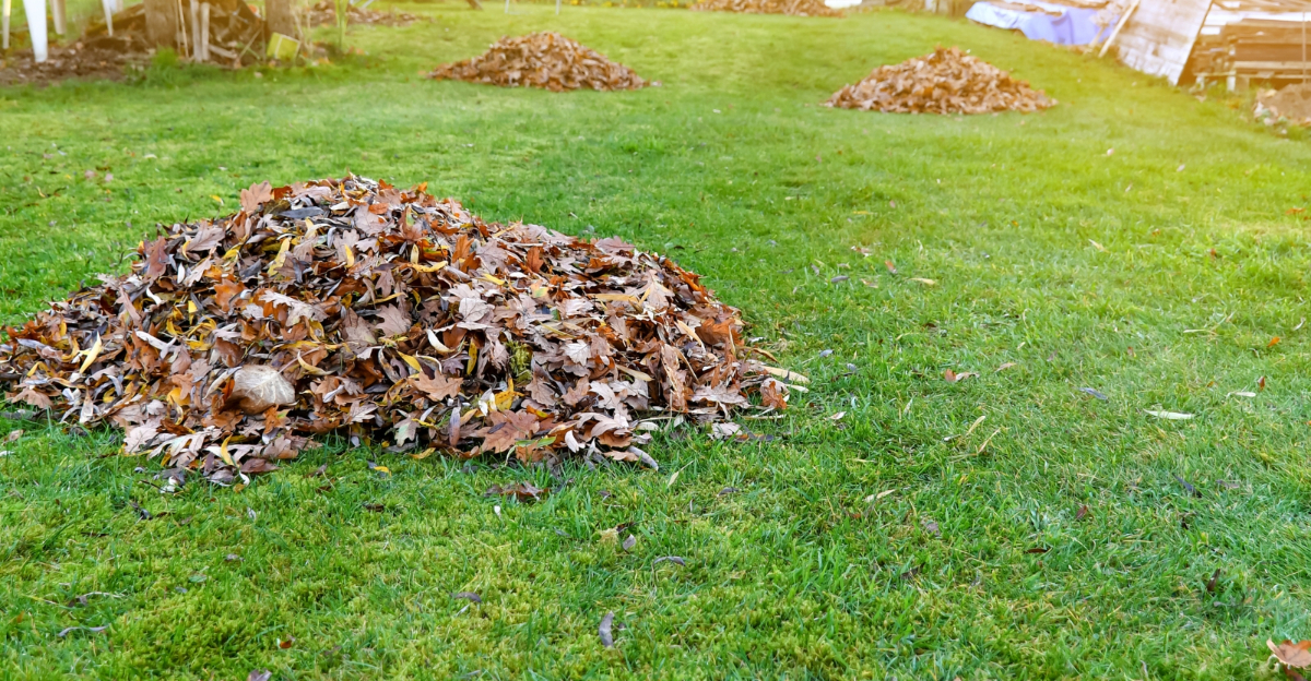 garden (featured image)