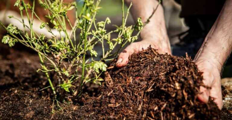 mulching a plant
