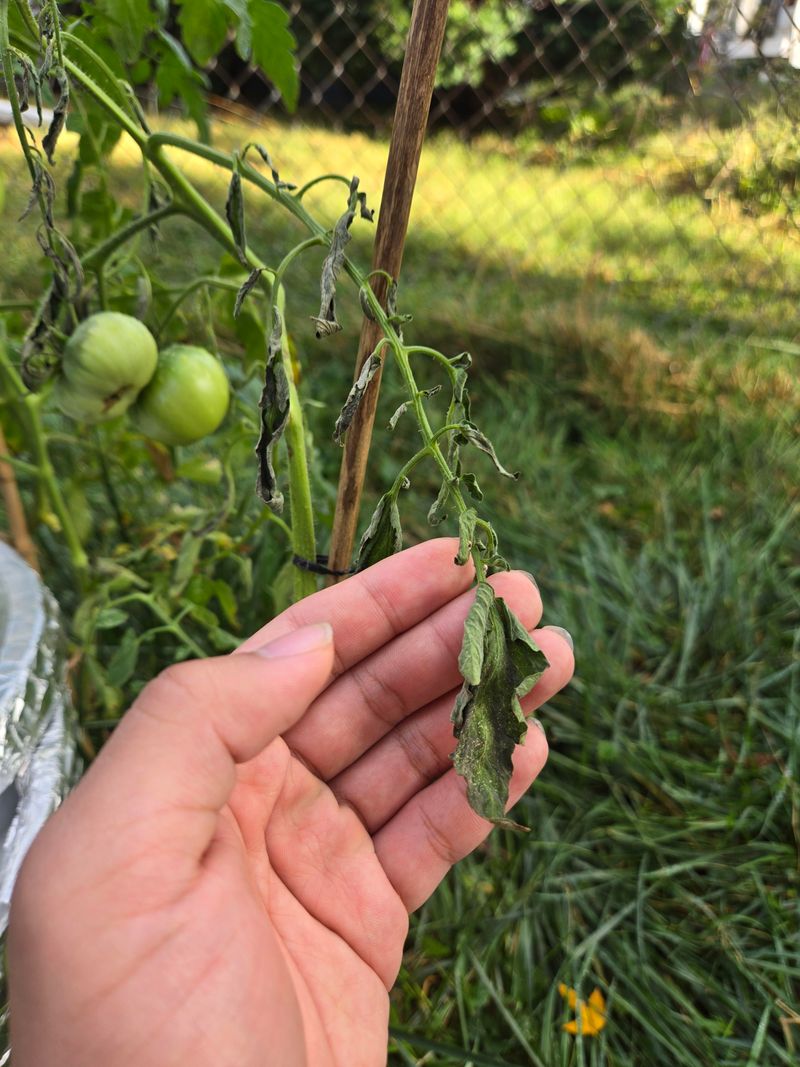 Why Starting A Vegetable Garden In Florida Feels So Hard