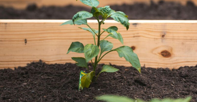 a plant in a raised bed