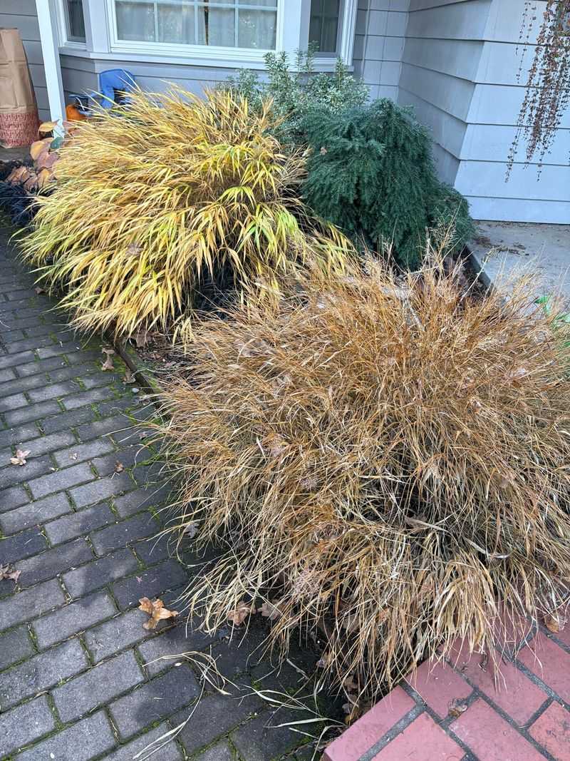 Cutting Back Ornamental Grasses In January Simplifies Spring Cleanup In South Carolina