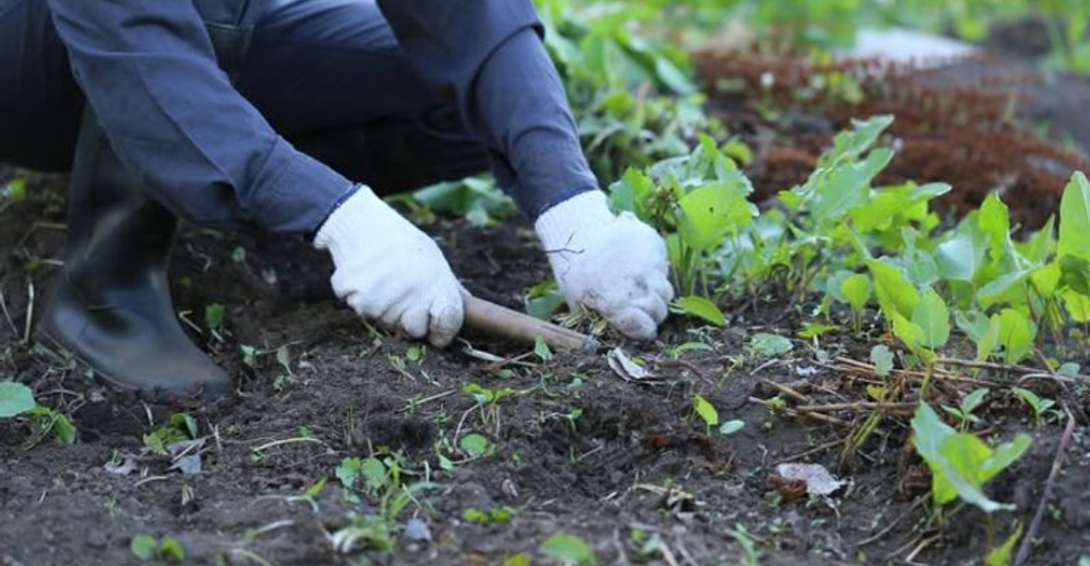 cleaning weeds