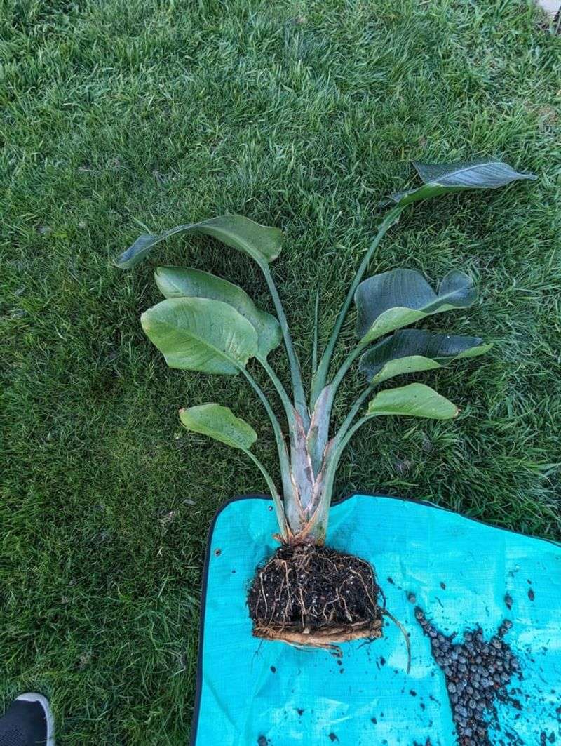 Why Root Rot Is So Common In Florida Gardens