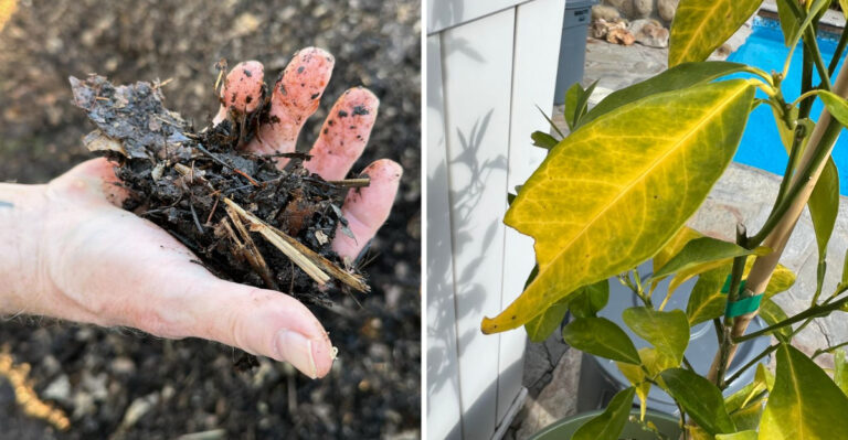 wet mulch and yellow leaf from root rot