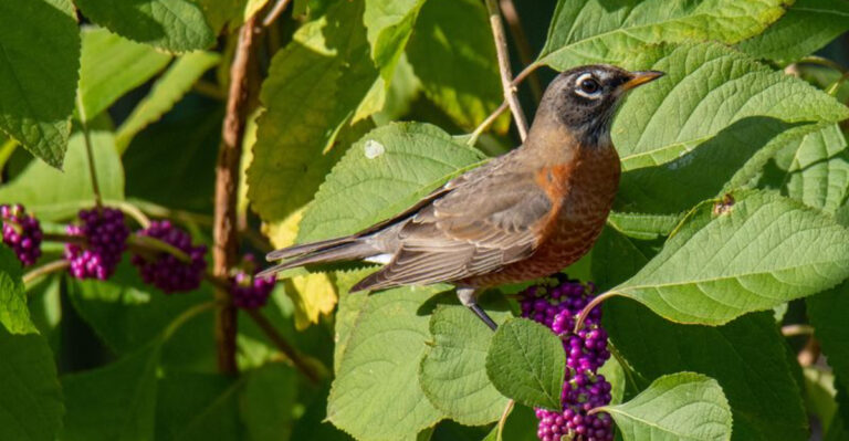 robin on american beautyberry bush