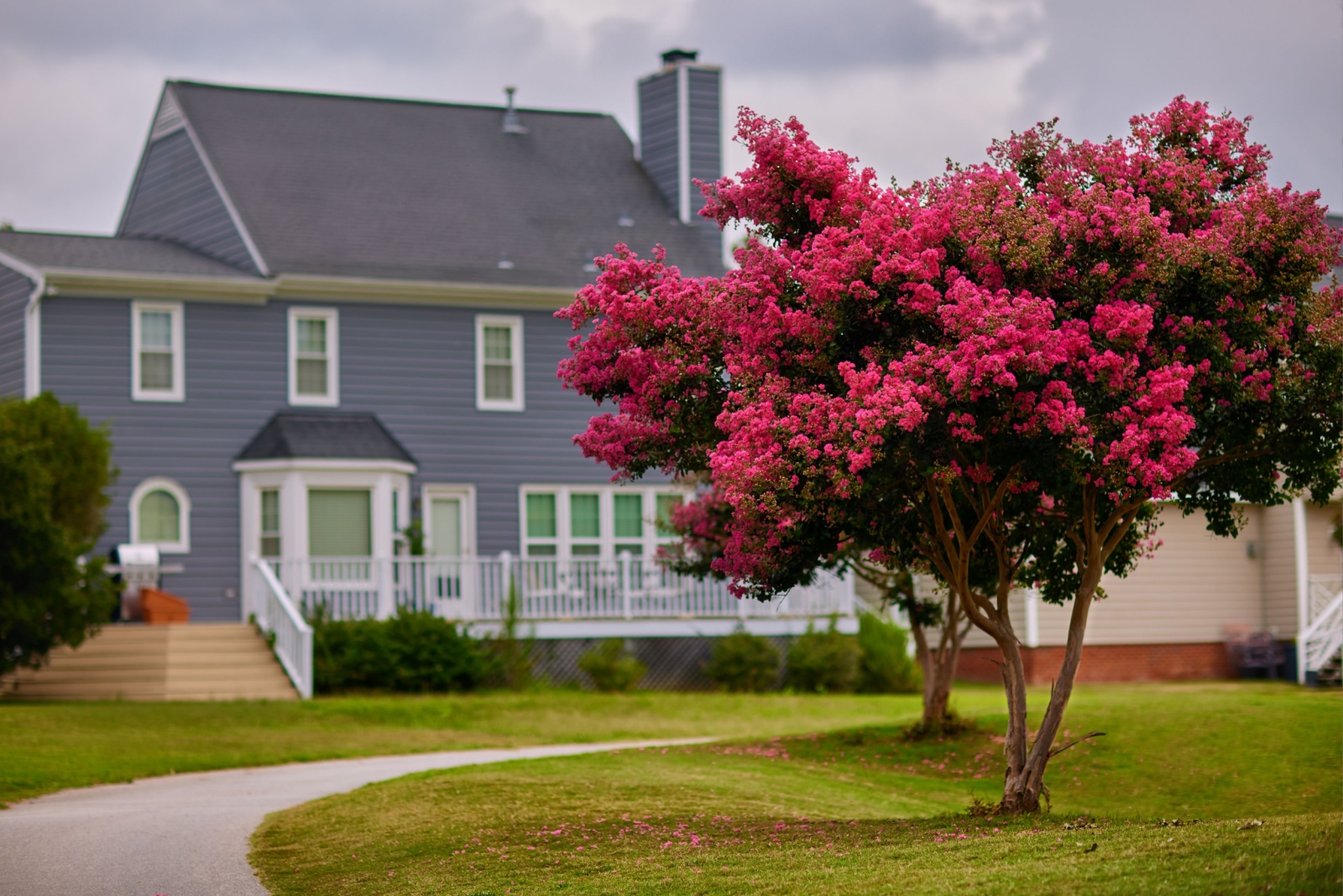 This One Pruning Change Helps Florida Crape Myrtles Bloom Like Crazy