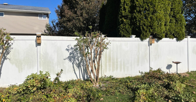 crape myrtle (featured image)