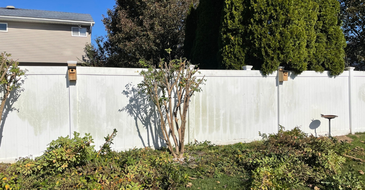 crape myrtle (featured image)