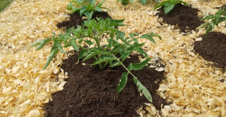 mulched tomato plant