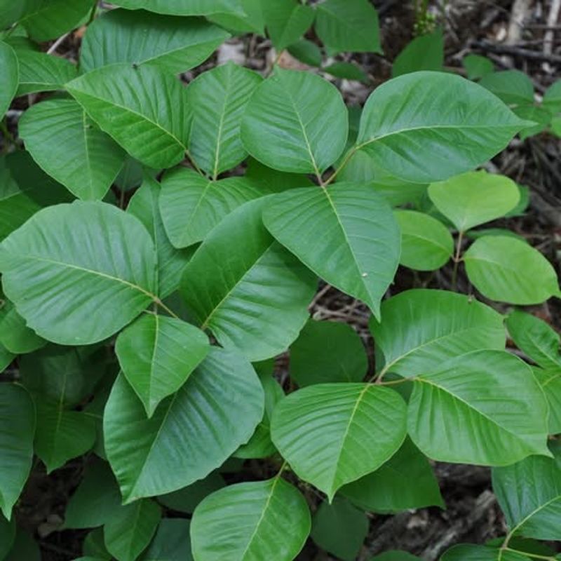 Poison Ivy Contains Urushiol Oil That Causes Allergic Reactions