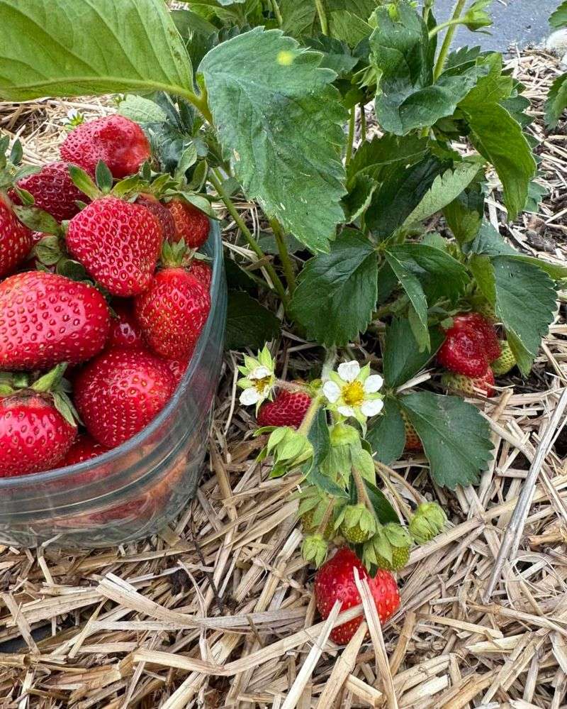 Why Florida Strawberries Struggle In The Ground