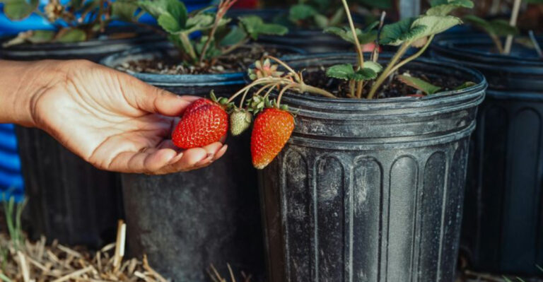potted strawberries