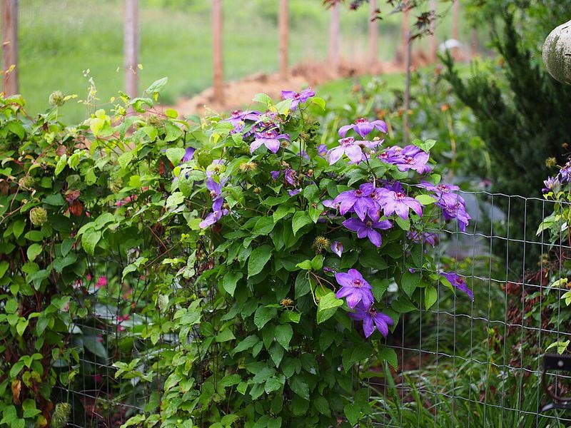 Why Clematis Pruning Confuses Florida Gardeners