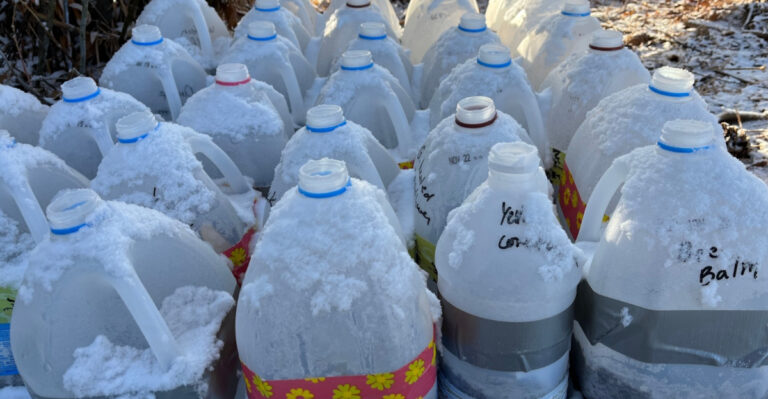 seedlings in milk jugs