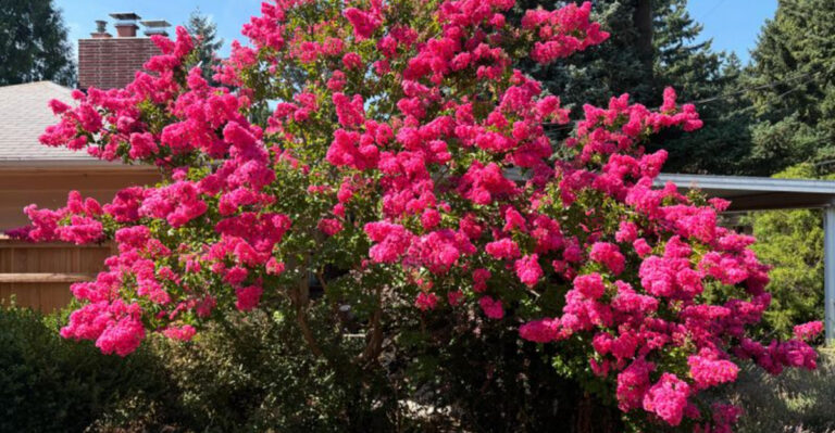 crape myrtles