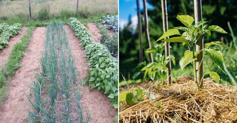 straw mulch garden
