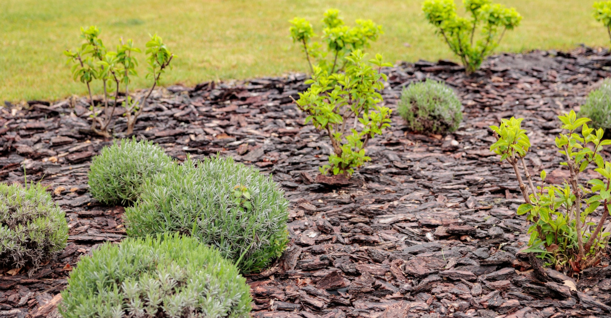 mulch (featured image)