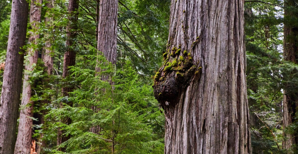 This Strange Tree Growth Is Showing Up Across Alabama — And It’s Not ...