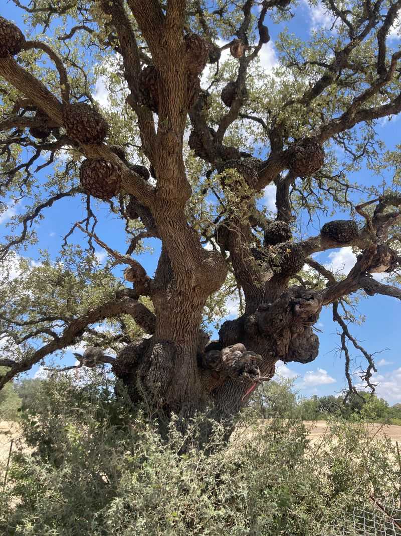 What This Unusual Tree Growth Looks Like In Alabama