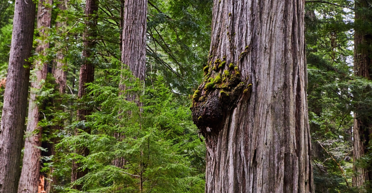 tree (featured image)