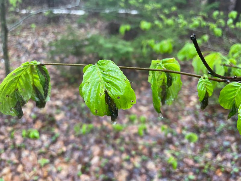Beech Leaf Disease Is Spreading Across Ohio